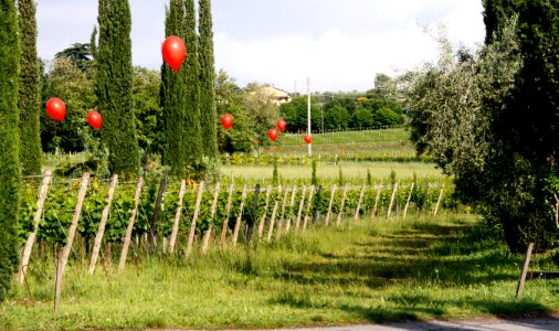 zz-Nespolo-Incrocio-Ridotta