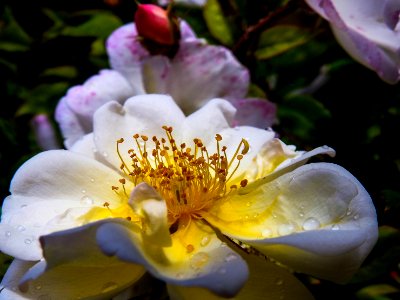 (Rosales: Rosaceae) Rosa helenae 'Honnigrose', Honungsros