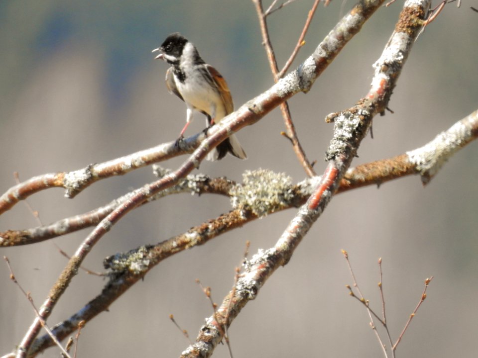 (Passeriformes: Emberizidae) Emberiza schoenclus, Sävsparv / Reed bunting photo