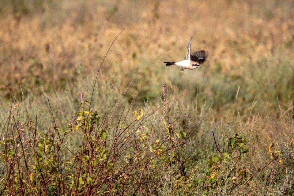 (Passeriformes: Laniidae) Lanius isabellinus, Isabellatörnskata / Isabelline shrike