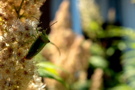 (Hemiptera: Acanthosomatidae) Acanthosoma haemorrhoidale, Hagtornsbärfis / Hawthorn shield bug photo