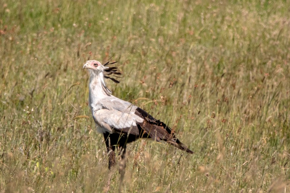 (Accipitriformes: Sagittariidae) Sagittarius serpentarius, Sekreterarfågel / Secretarybird