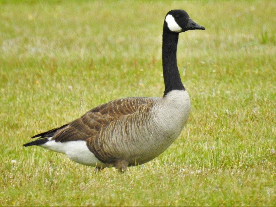 (Anseriformes: Anatidae) Branta canadensis, Kanadagås / Canada goose