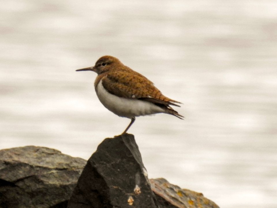 (Charadriiformes: Scolopacidae) Actitis hypoleucos, Drillsnäppa / Sandpiper