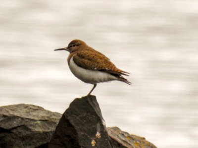 (Charadriiformes: Scolopacidae) Actitis hypoleucos, Drillsnäppa / Sandpiper photo