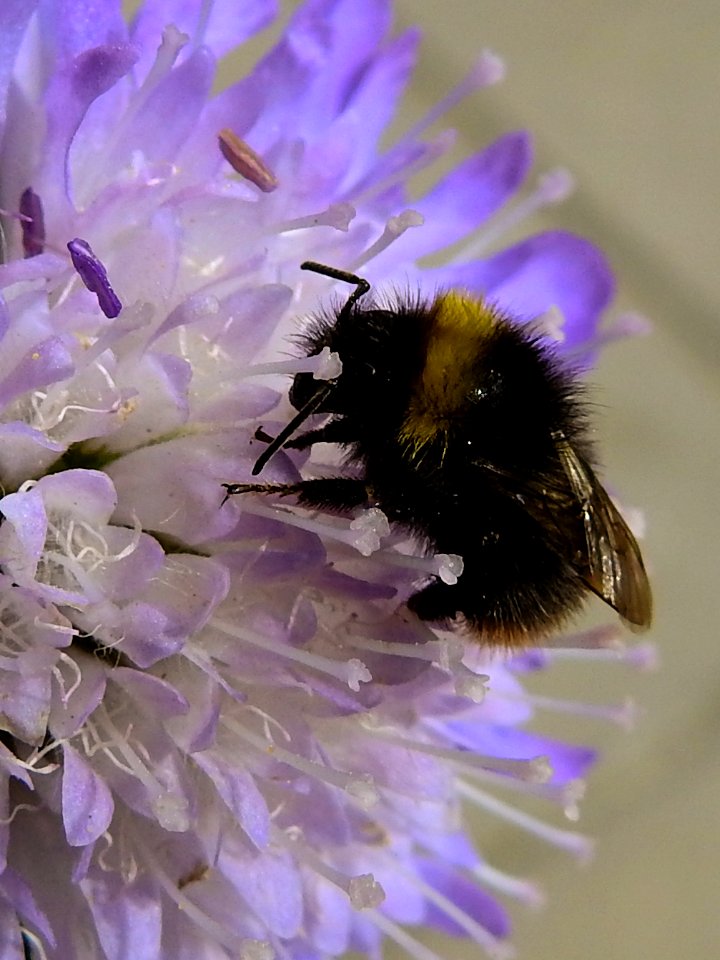 (Hymenoptera: Apidae) Bombus pratorum, Ängshumla / Early bumblebee