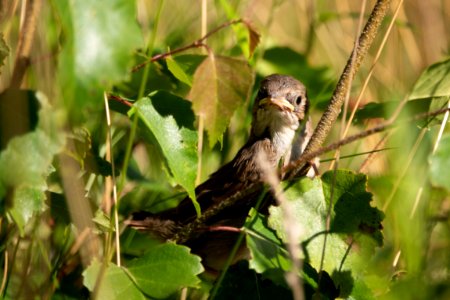 (Passeriformes: Sylviidae) Sylvia communis 1K, Törnsångare / Whitethroat