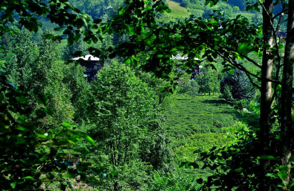 Başköy Senoz Çayeli