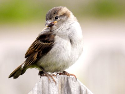 (Passeriformes: Passeridae) Passer domesticus 1K, Gråsparv / House sparrow