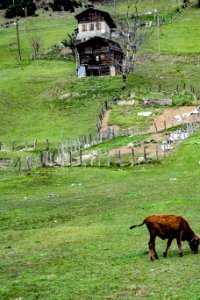 Ayder yaylası Çamlıhemşin Rize