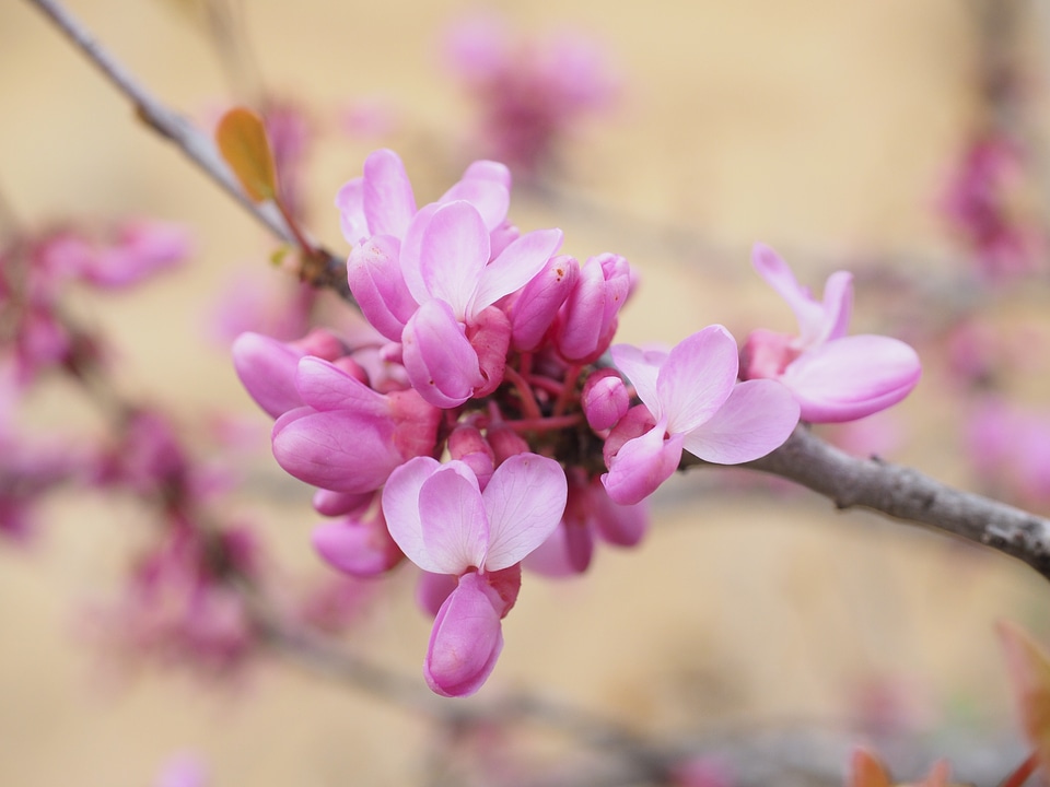 Pink ordinary judas tree cercis siliquastrum