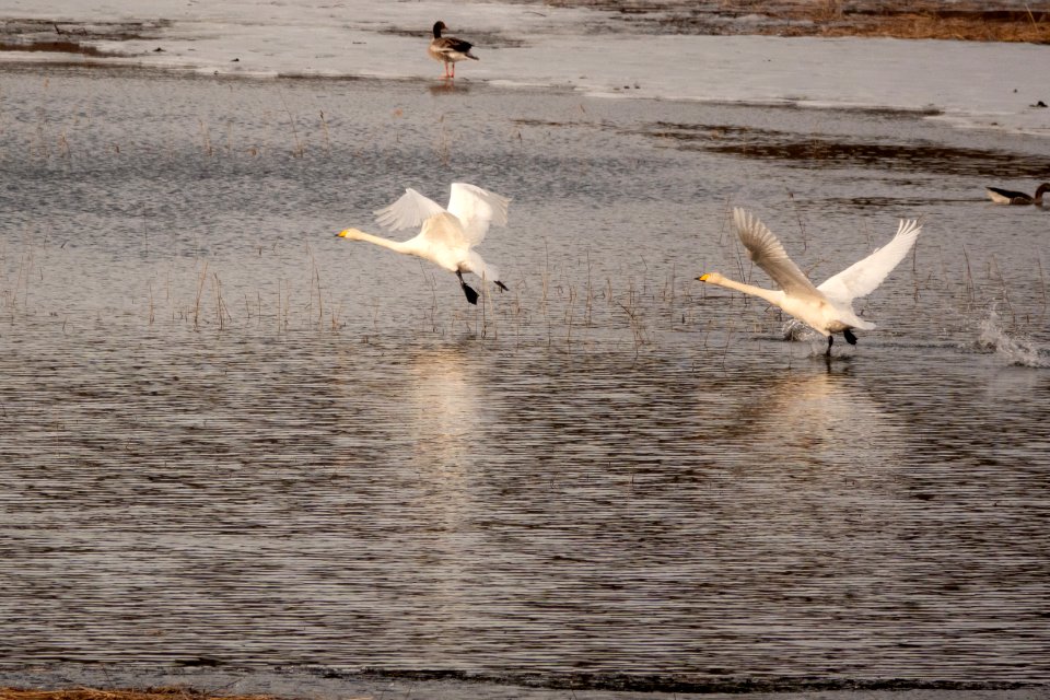 (Anseriformes: Anatidae) Cygnus cygnus, Sångsvan / Whooper swan