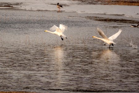 (Anseriformes: Anatidae) Cygnus cygnus, Sångsvan / Whooper swan