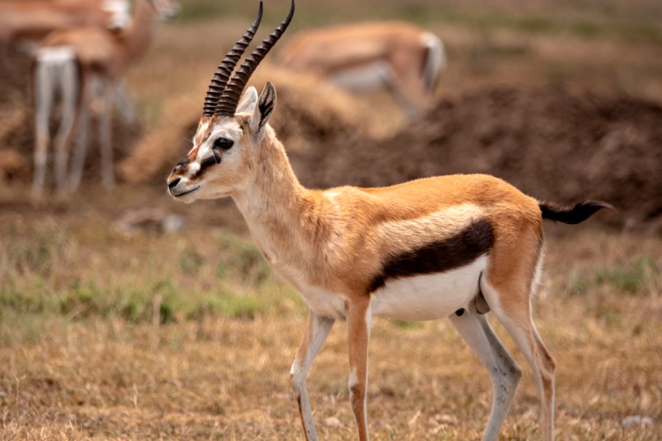 (Artiodactyla: Bovidae) Eudorcas thomsonii ♂, Thomsongasell / Thomson's gazelle
