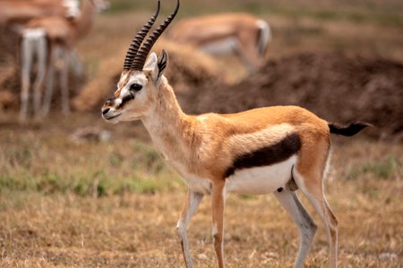 (Artiodactyla: Bovidae) Eudorcas thomsonii ♂, Thomsongasell / Thomson's gazelle