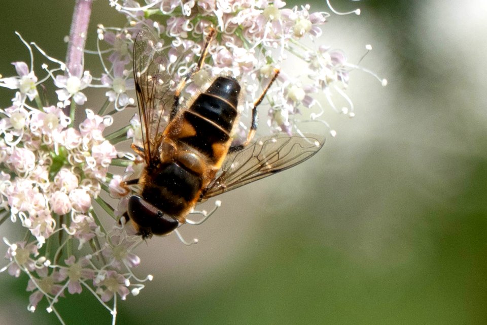 (Diptera: Syrphidae) Eristalis pertinax, Gulfotad slamfluga