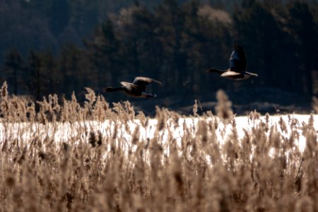 (Anseriformes: Anatidae) Anser anser, Grågås / Greylag goose
