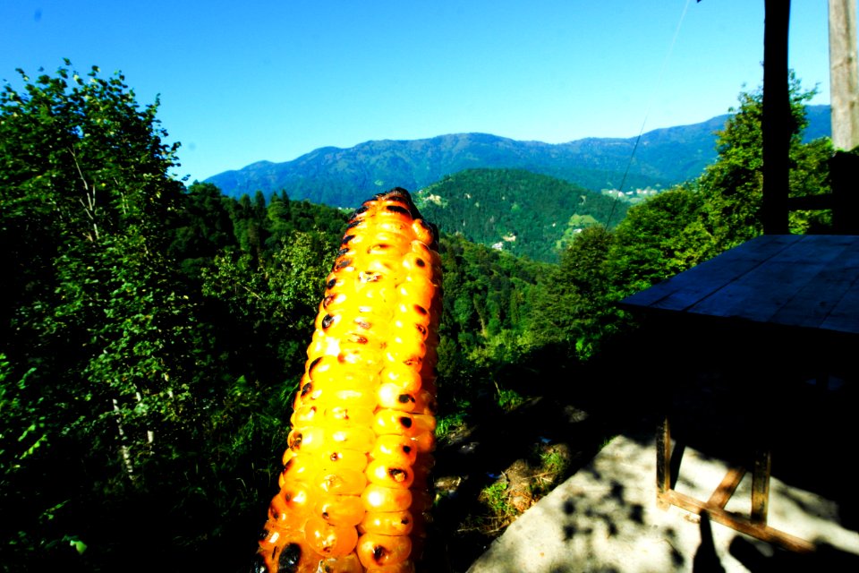 Başköy Senoz Çayeli Rize