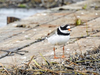 (Charadriiformes: Charadriidae) Charadrius hiaticula, Större strandpipare / Ringed plover photo