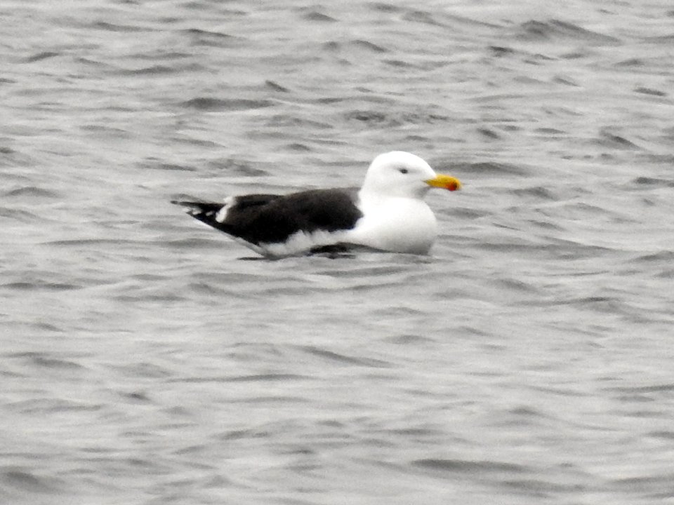 (Charadriiformes: Laridae) Larus marinus, Havstrut / Great black-backed gull