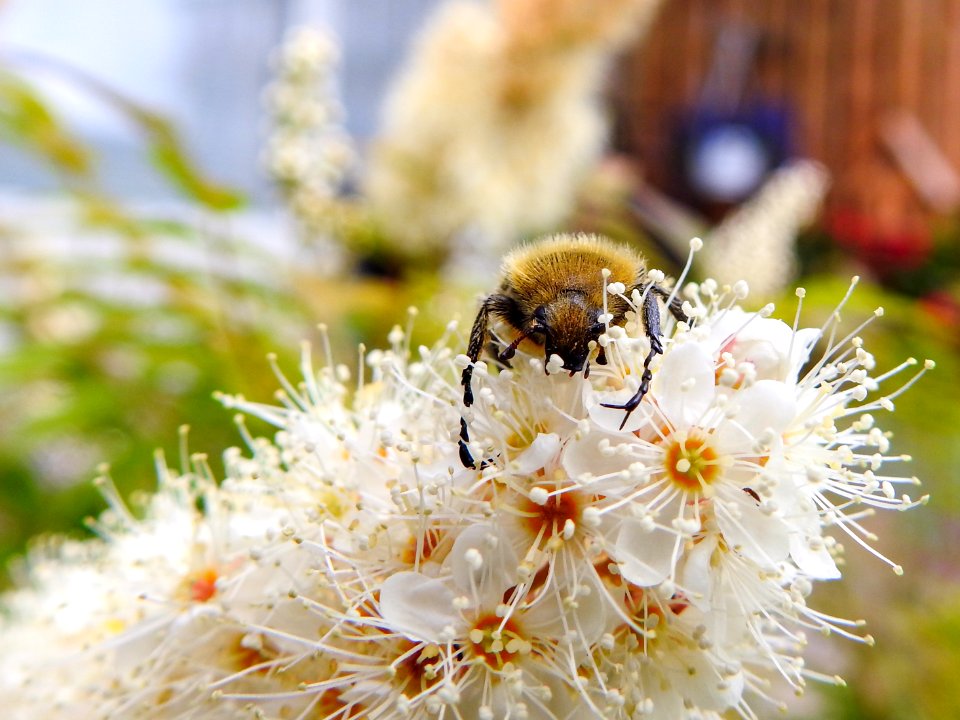 (Coleoptera: Scarabaeidae) Trichius fasciatus, Humlebagge / Bee beetle