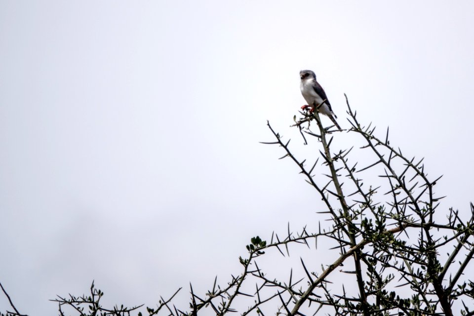 (Falconiformes: Falconidae) Polihierax semitorquatus, Afrikansk pygméfalk / Pygmy falcon