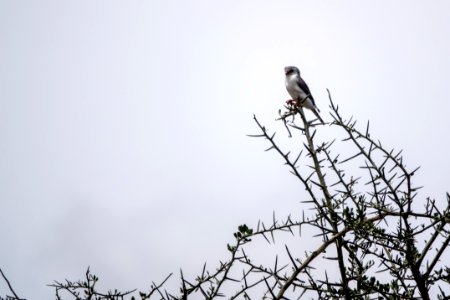 (Falconiformes: Falconidae) Polihierax semitorquatus, Afrikansk pygméfalk / Pygmy falcon