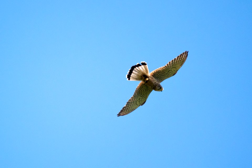 (Falconiformes: Falconidae) Falco tinnunculus ♂, Tornfalk / Kestrel