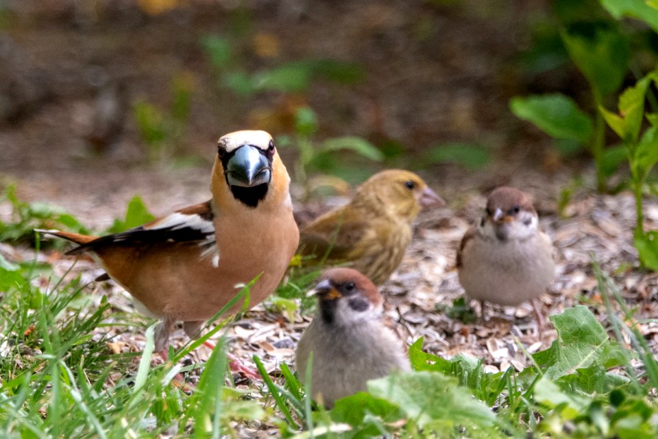 (Passeriformes: Fringillidae) Coccothraustes coccothraustes ♂, Stenknäck / Hawfinch