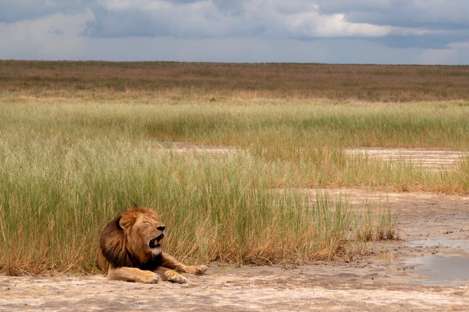 (Carnivora: Felidae) Panthera leo, Lejon / Lion photo