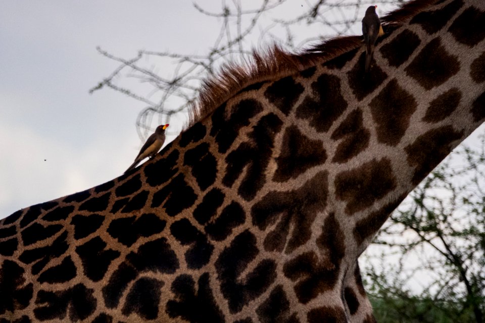 (Passeriformes: Buphagidae) Buphagus africanus, Gulnäbbad oxhackare / Yellow-billed oxpecker
