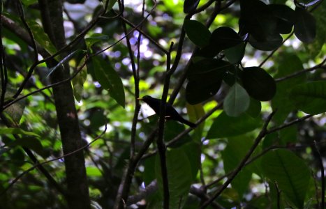 Yellow-legged Thrush, Tobago
