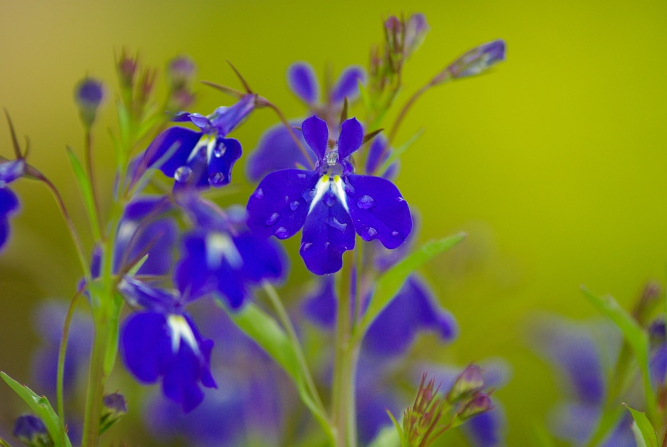 Salvia blue flowers raindrops