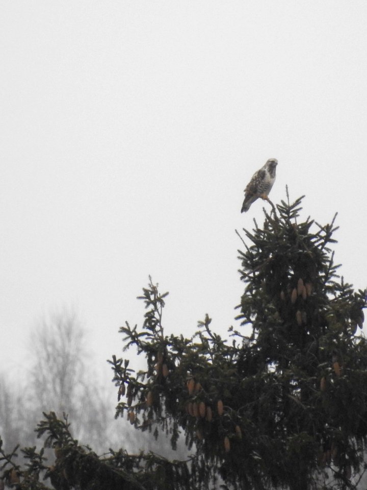 (Accipitriformes: Accipitridae) Buteo lagopus ♂, Fjällvråk / Rough-legged buzzard