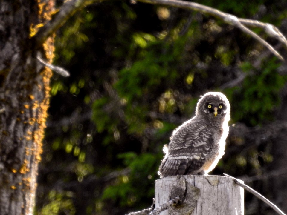 (Strigiformes: Strigidae) Strix nebulosa 1K, Lappuggla / Great grey owl
