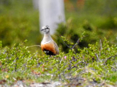 (Charadriiformes: Charadriidae) Charadrius morinellus ♂, Fjällpipare / Dotterel