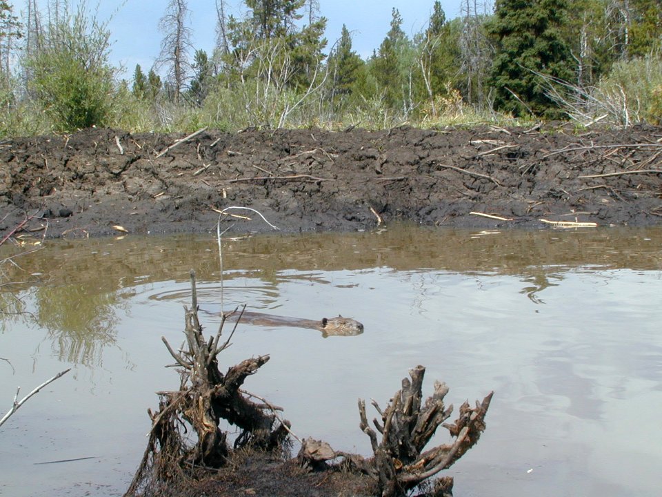 56 nonplot beaver 06062002090101