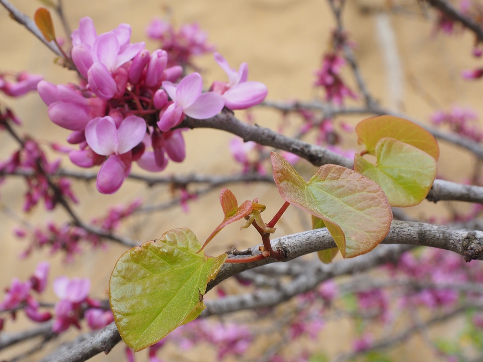 Pink ordinary judas tree cercis siliquastrum