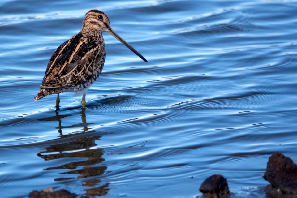 (Charadriiformes: Scolopacidae) Gallinago gallinago, Enkelbeckasin / Snipe