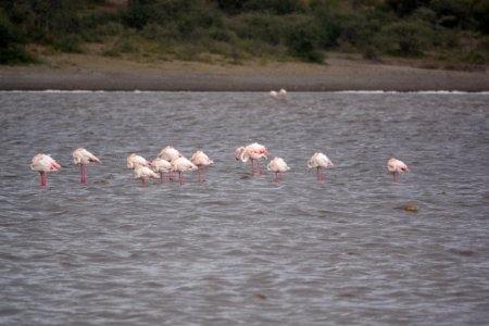 (Phoenicopteriformes: Phoenicopteridae) Phoenicopterus roseus, Större flamingo / Greater flamingo photo