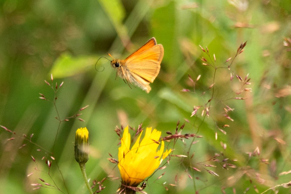 (Lepidoptera: Hesperiidae) Thymelicus lineola, Mindre tåtelsmygare / Essex skipper