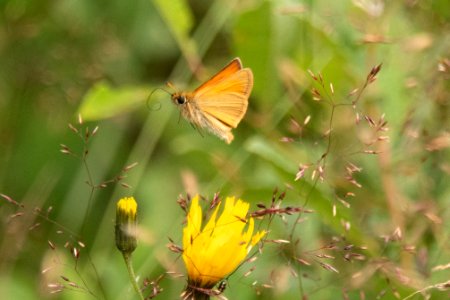(Lepidoptera: Hesperiidae) Thymelicus lineola, Mindre tåtelsmygare / Essex skipper