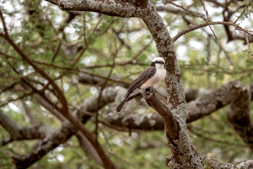 (Passeriformes: Laniidae) Eurocephalus ruppelli, Vitgumpad törnskata / Northern white-crowned shrike