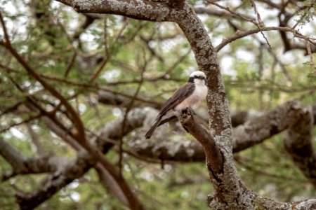 (Passeriformes: Laniidae) Eurocephalus ruppelli, Vitgumpad törnskata / Northern white-crowned shrike