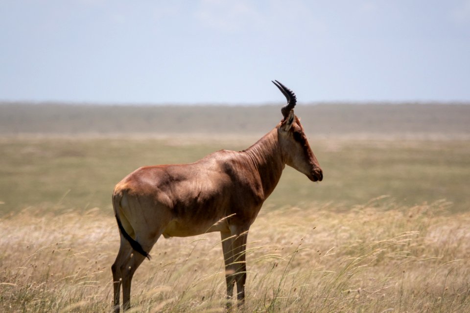 (Artiodactyla: Bovidae) Alcelaphus buselaphus, Hartebeest