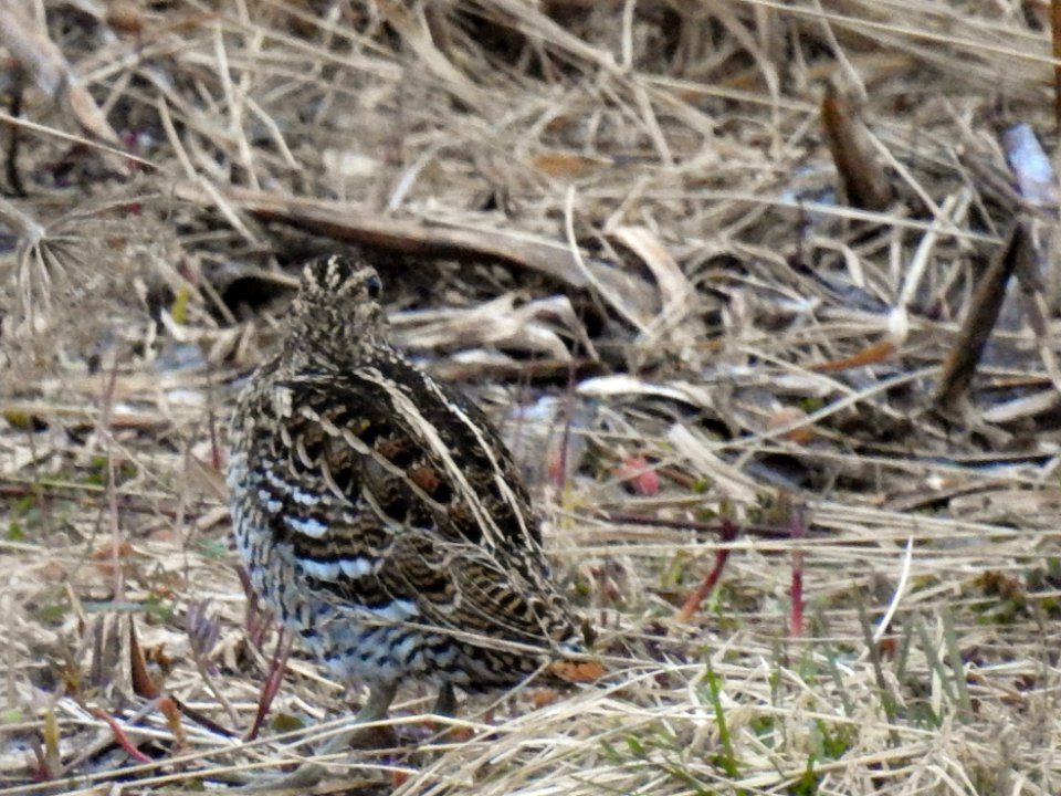 (Charadriiformes: Scolopacidae) Gallinago media, Dubbelbeckasin / Great snipe