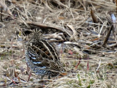 (Charadriiformes: Scolopacidae) Gallinago media, Dubbelbeckasin / Great snipe