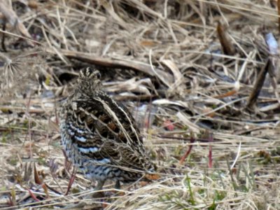 (Charadriiformes: Scolopacidae) Gallinago media, Dubbelbeckasin / Great snipe photo