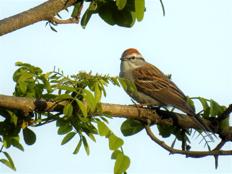 (Passeriformes: Emberizidae) Spizella passerina, Tjippsparv / Chipping sparrow