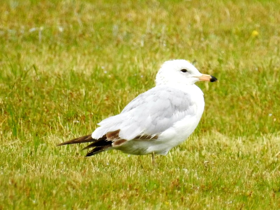 (Charadriiformes: Laridae) Larus delawarensis, Ringnäbbad mås / Ring-billed gull